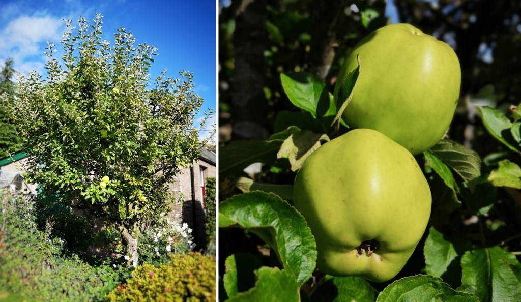 Old_Lord_Derby_cooking_apple_tree_late_October