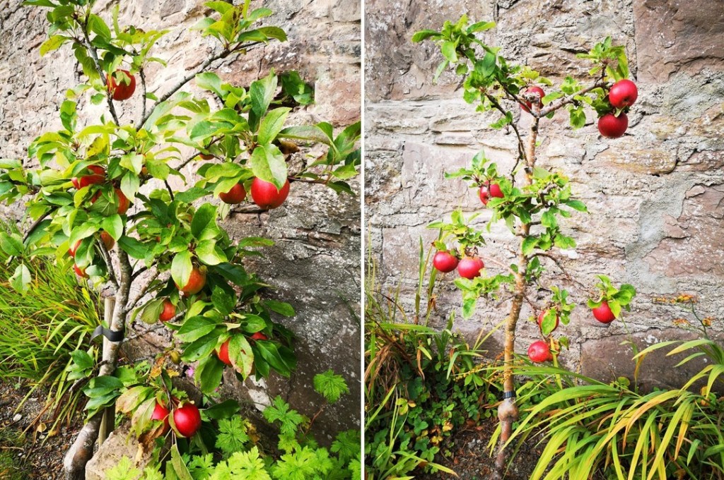 2_miniature_apple_trees_with_fruit