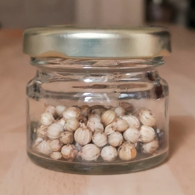 Small_jar_of_freshly_picked_dry_coriander_seed