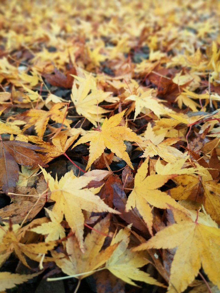 Fallen_yellow_Acer_leaves