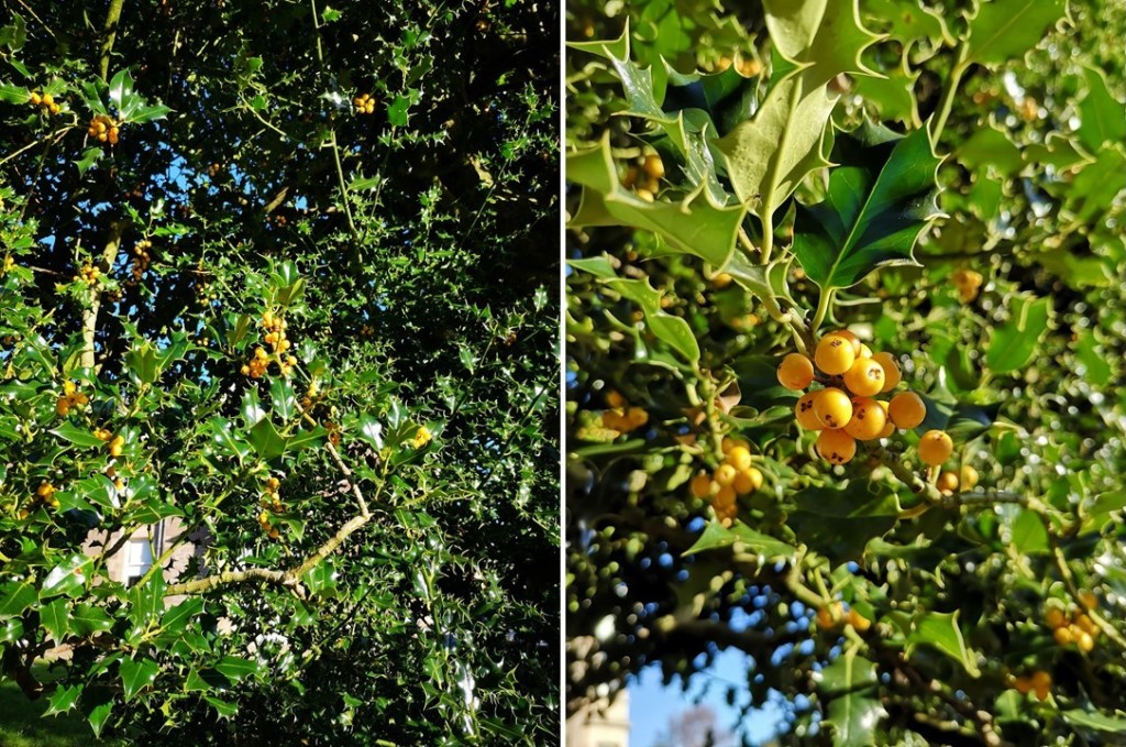 November_yellow_holly_berries_on_a_sunny_day