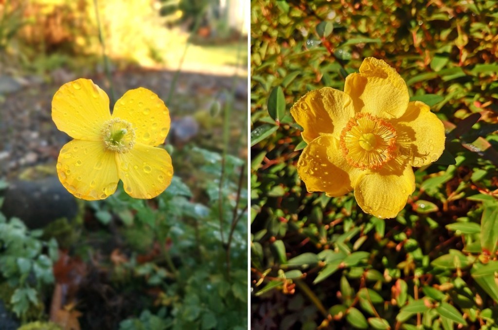 Unseasonal_flowering_of_a_Welsh_poppy_and_Sharon_rose