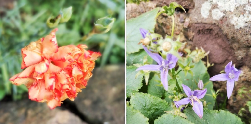 Orange-red_carnation_and_trailing_purple_campanula