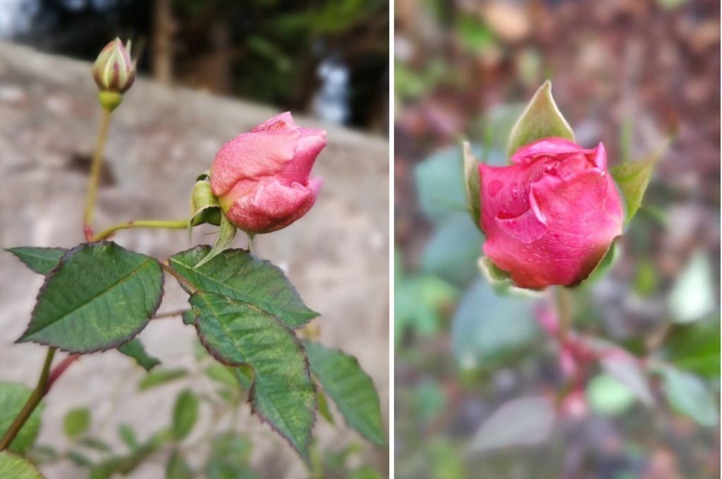 Pink_rose-buds_flowering_in_winter_2022
