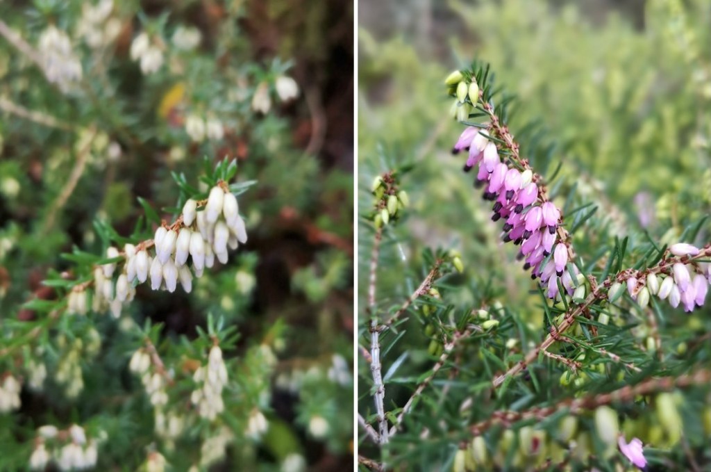 White_and_pink_winter_flowering_heather_2022