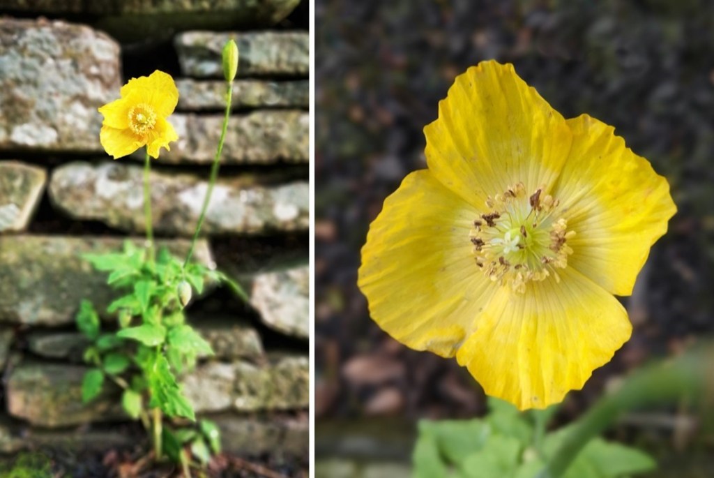 Yellow_poppy_flowering_in_winter_2022