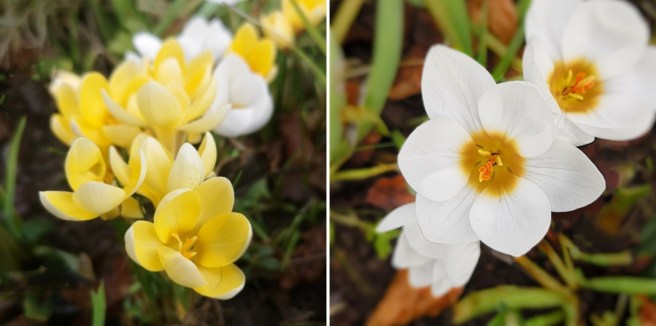 Yellow_and_white_crocus_February_2022
