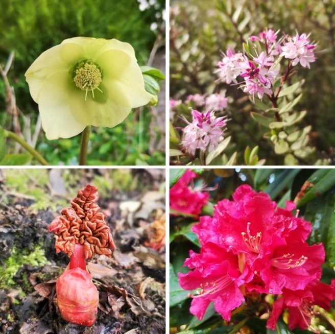 Scottish_garden_blooms_and_shoots_February_2022