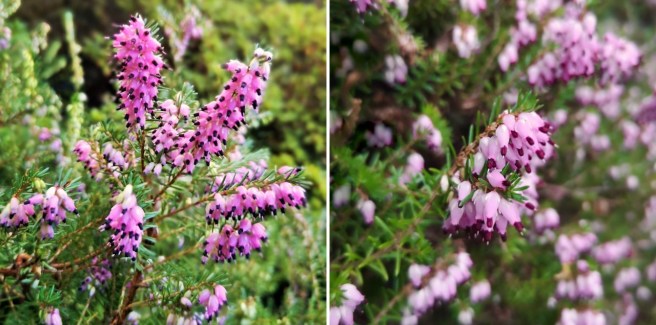 Scottish_pink_winter_heathers