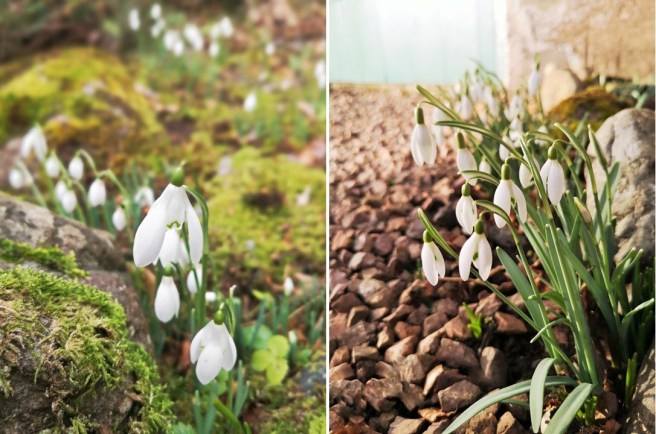 Scpottish_garden_snowdrops