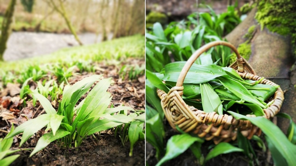 Picking_wild_garlic_beside_the_river_Earn_in_Perthshire