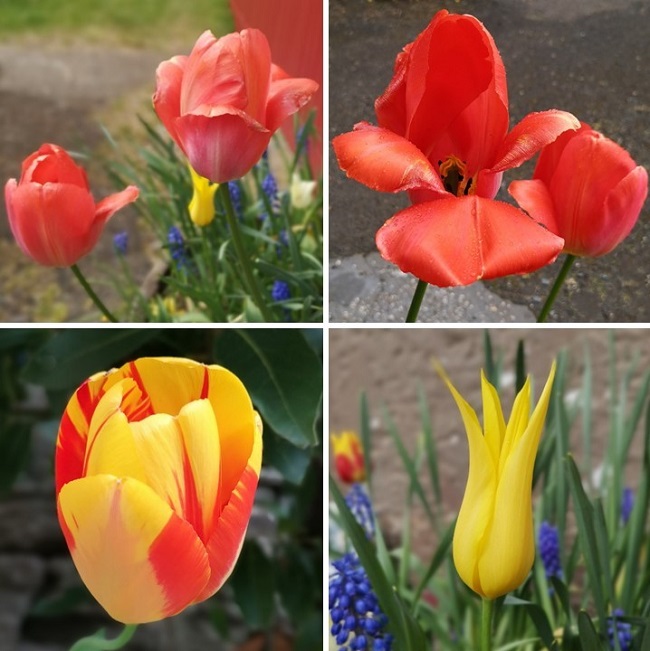 Red_and_yellow_garden_tulips
