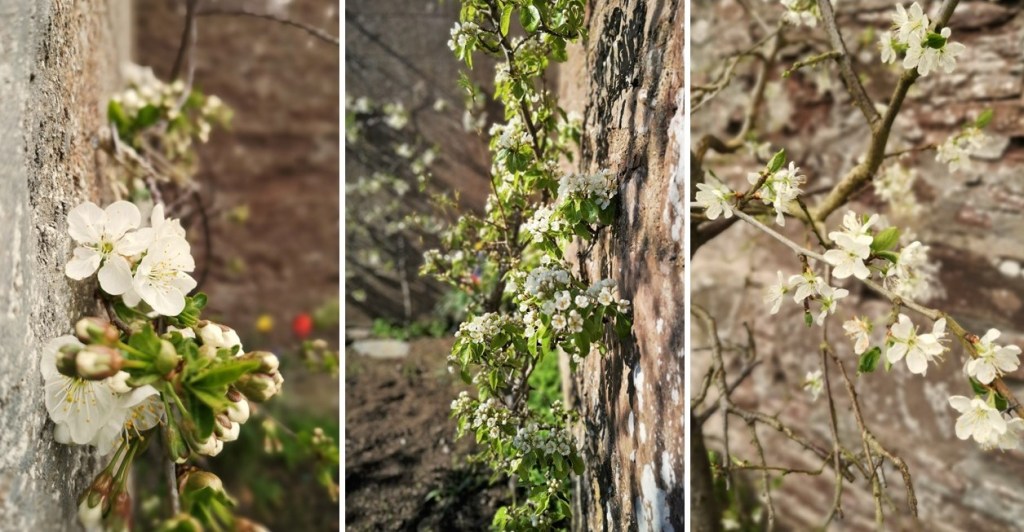 Morello_cherry_conference_pear_and_Victoria_plum_blossom