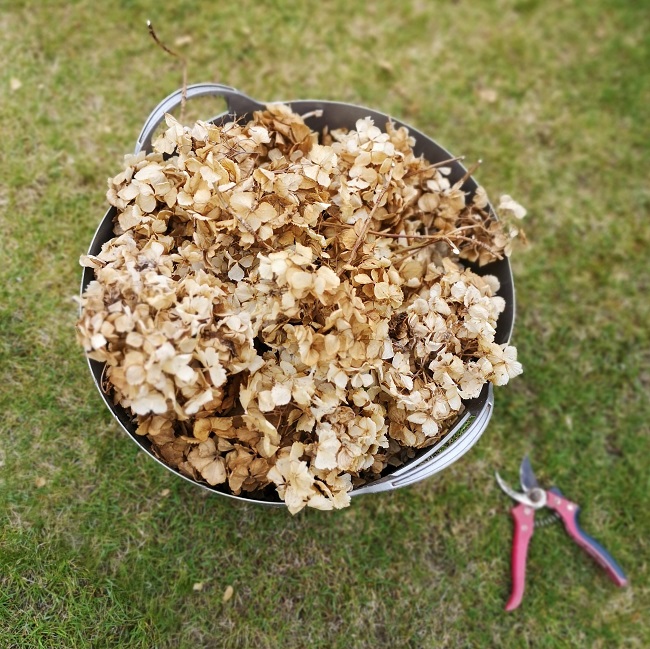 Bucket_of_dried_hydrangea_flower_heads