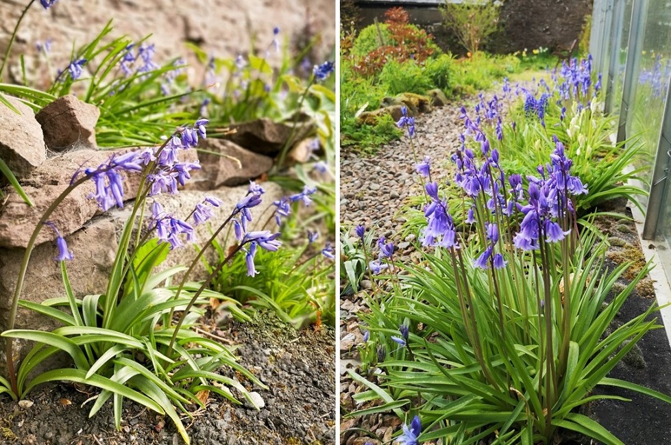 Scottish_garden_bluebells, April_2022
