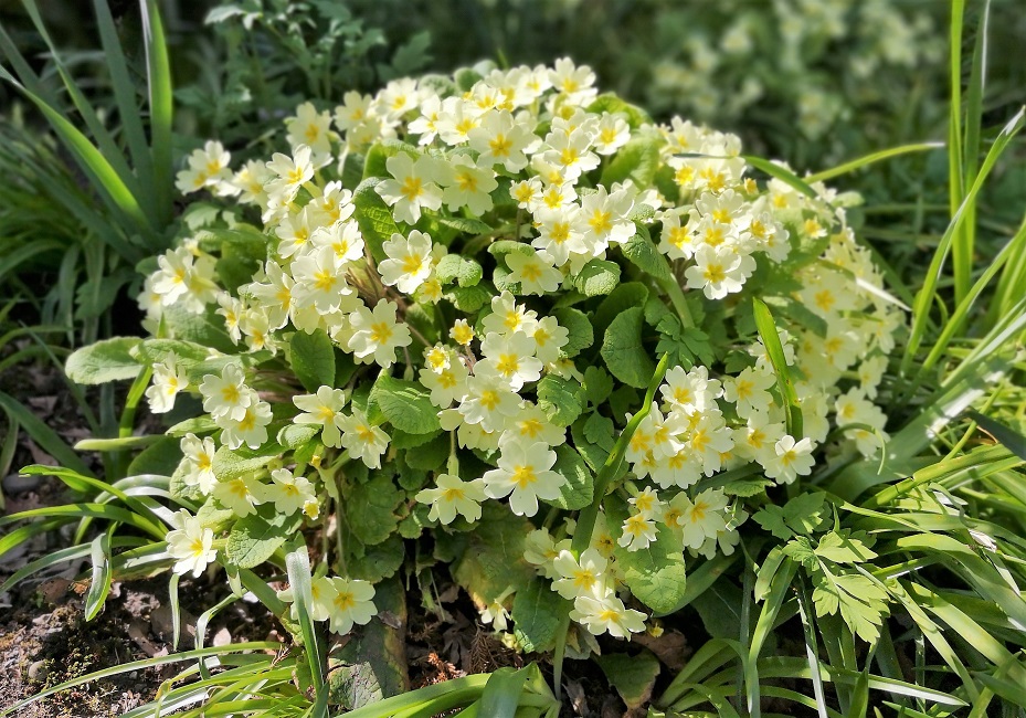 Large_clump_of_Scottish_primroses