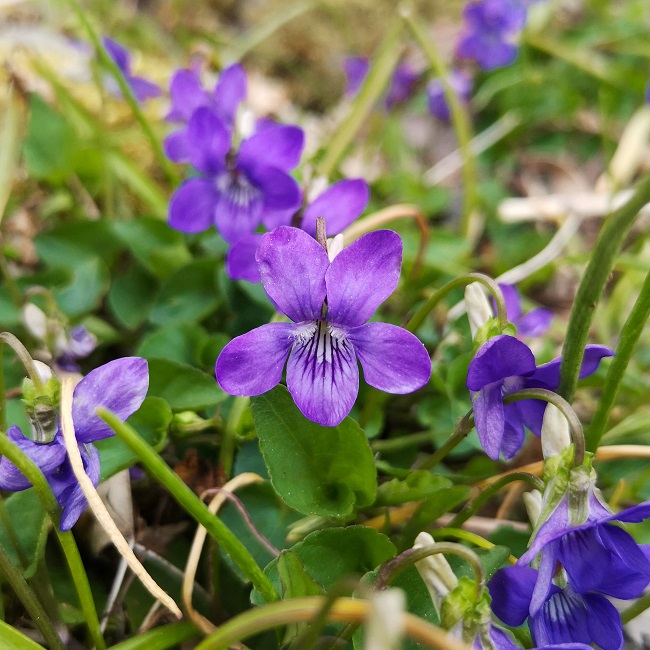 Scottish_garden_violets