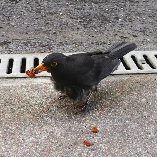 Garden_Blackbird_collecting_food_May_2022
