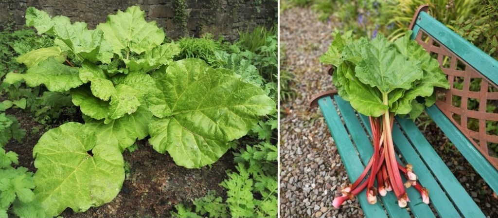 Homegrown_spring_rhubarb