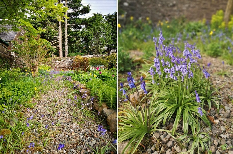 Scottish_garden_bluebells_May_2022
