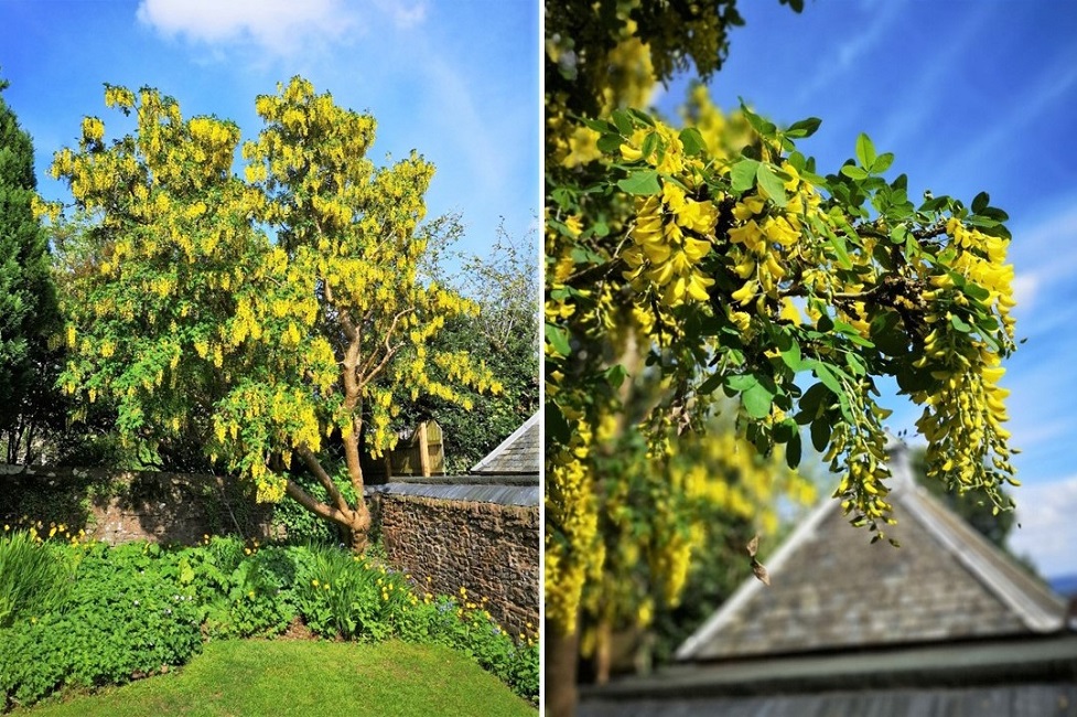 Scottish_Laburnum_tree_in_bloom_in_May_2022