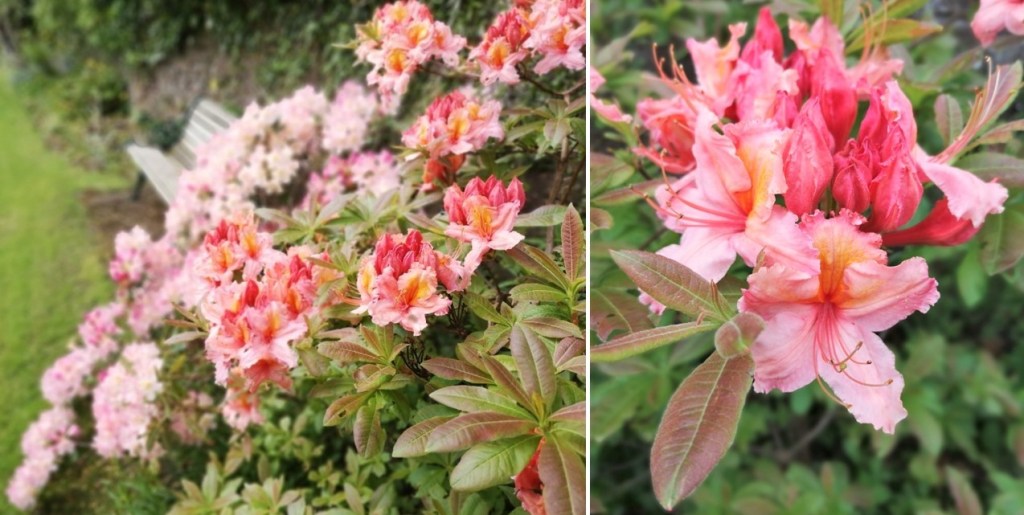 May_peach-pink_Azalea