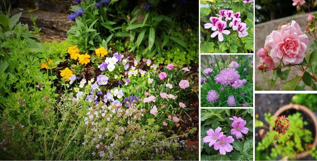 Edible_flowers_growing_in_June_in_a_Scottish_garden