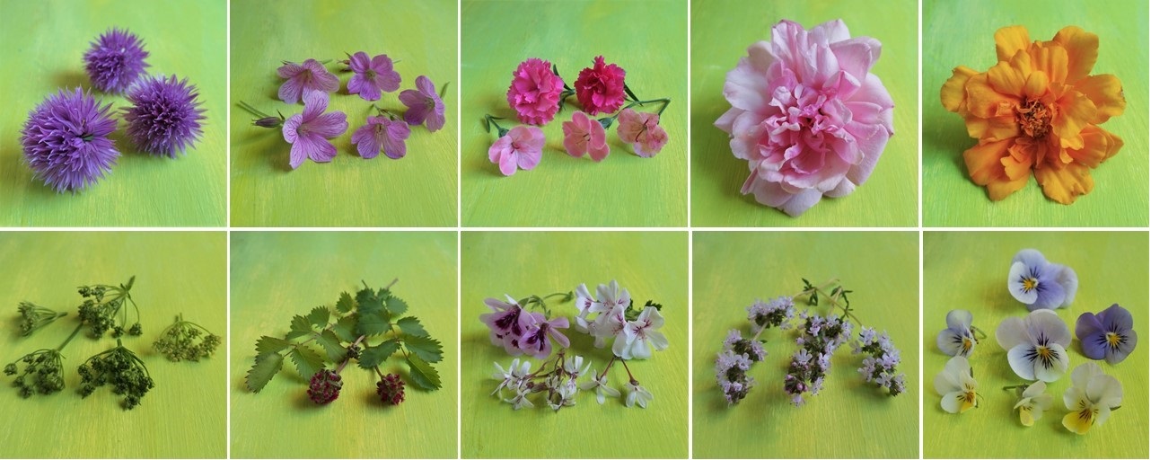 Scottish_garden_edible_flowers_picked_in_June_2022