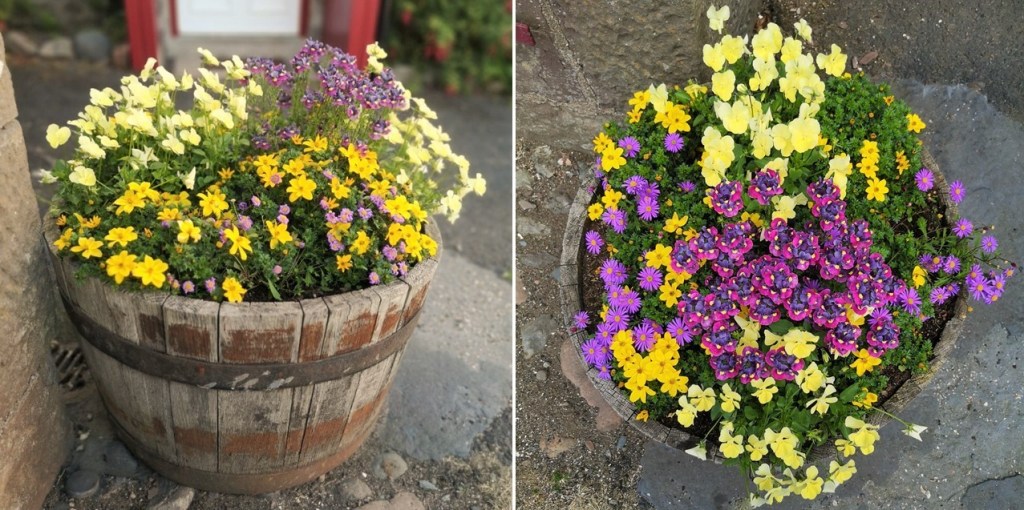 Barrel_of_bedding_plants