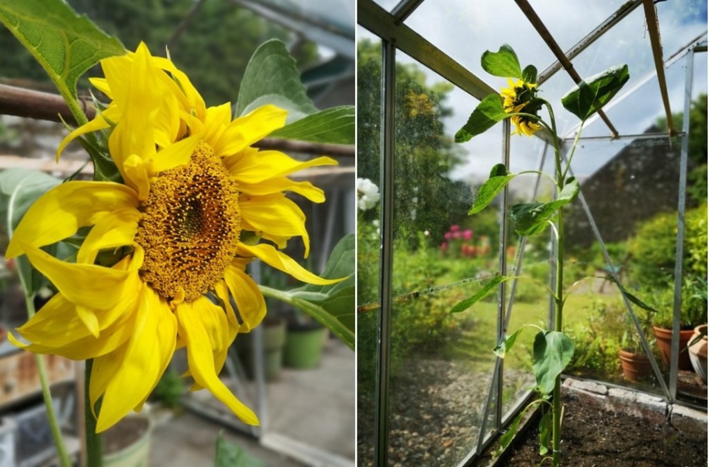 Greenhouse_sunflower