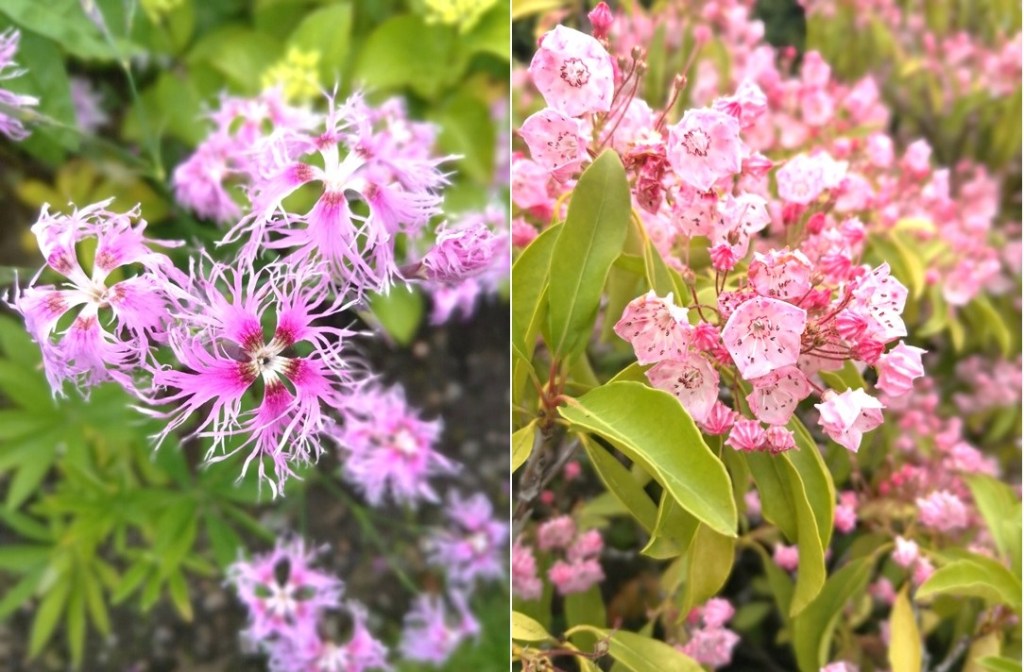 Dianthus_and_Kalmia