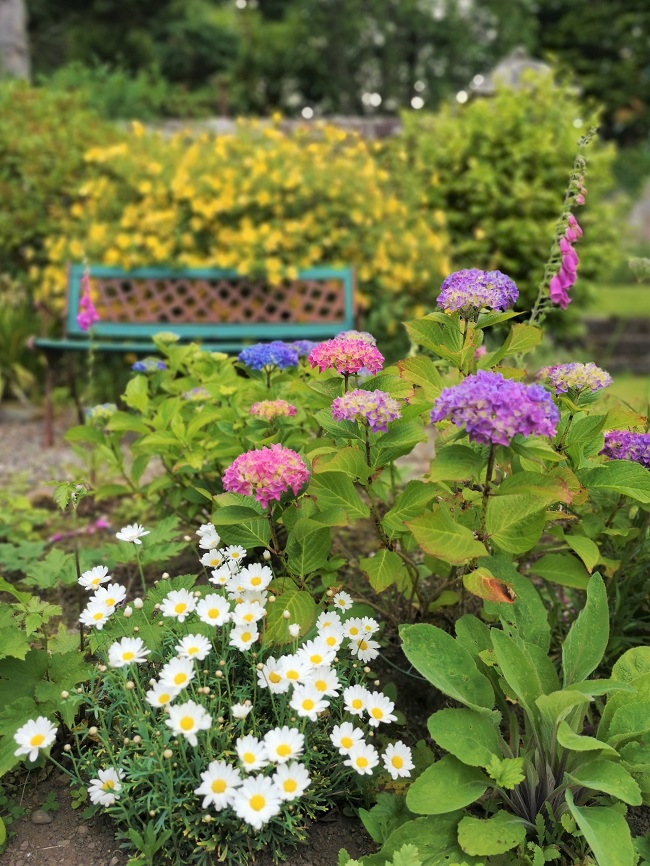 July_flowers_and_shrubs_in_a_Scottish_garden