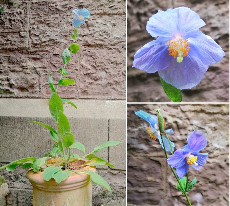 Scottish_grown_Mecanopsis