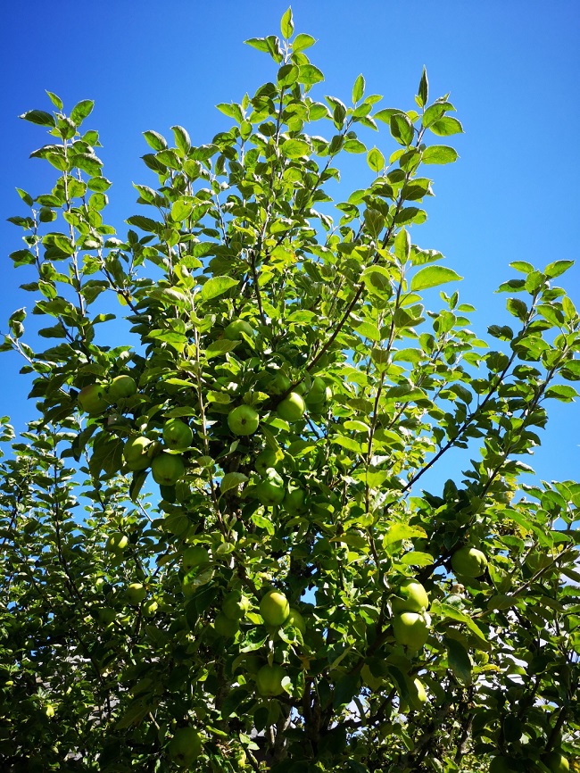 Lord_Derby_apple_tree_late_August_2022