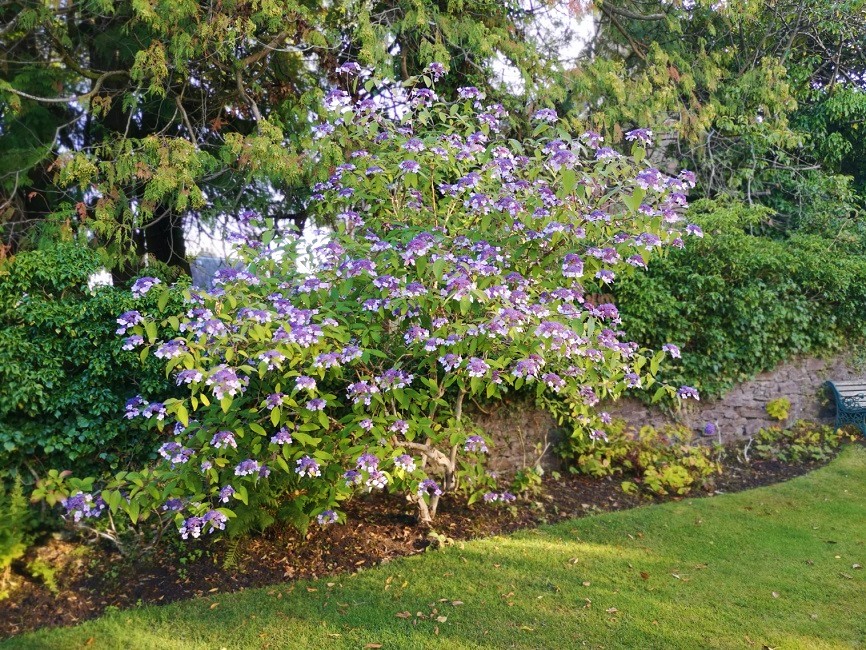 Himalayan_Hydrangea_in_full_bloom