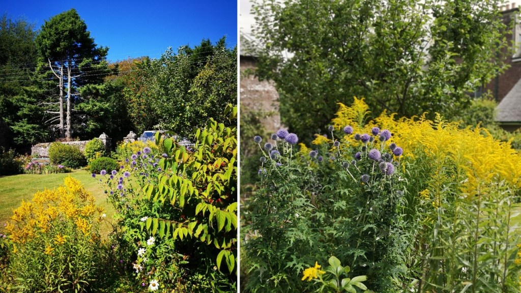 Golden_Rod_and_blue_globe_thistles_under_a_blue_sky