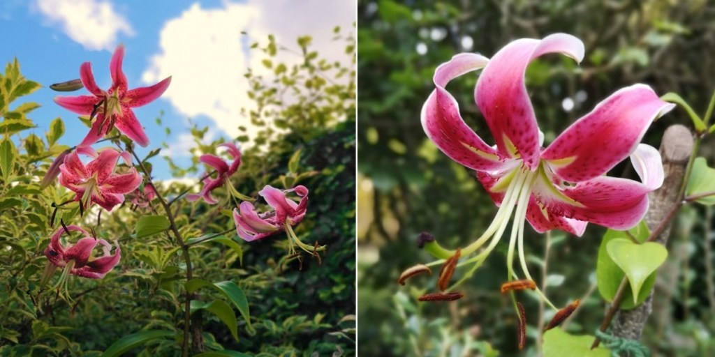 Pink_star-gazer_lilies