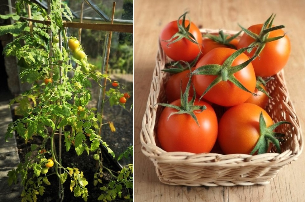 Greenhouse_grown_orange_tomatoes_September_2022