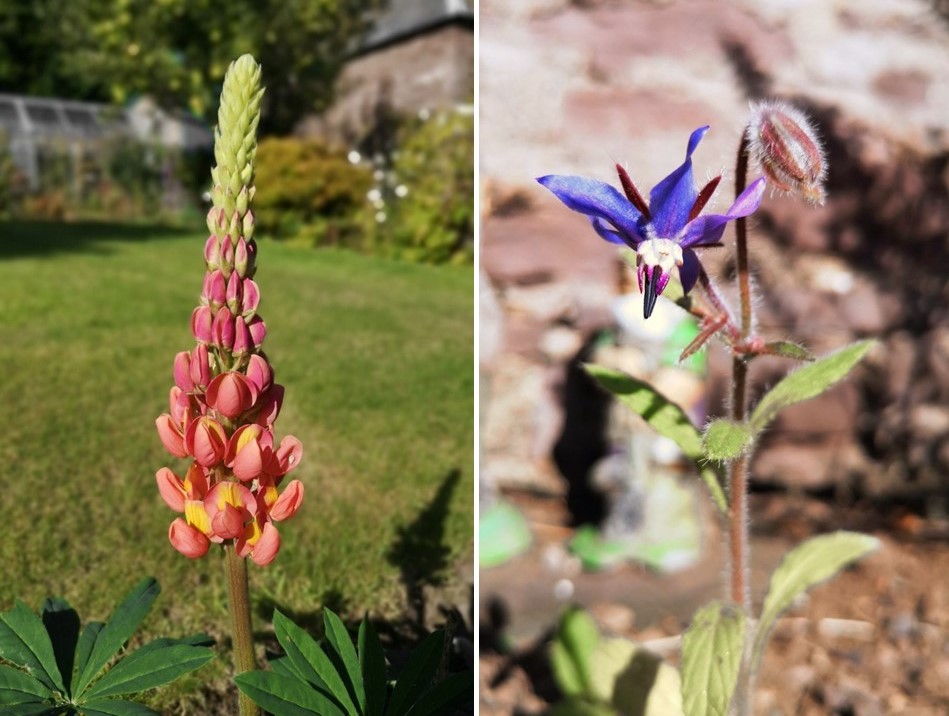Late_September_lupin_flower_and_flowering_borage