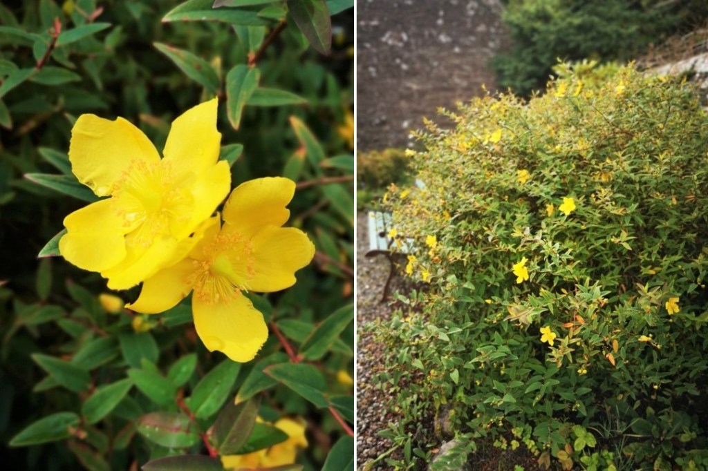 Rose_of_Sharon_flowers_late_September_2022