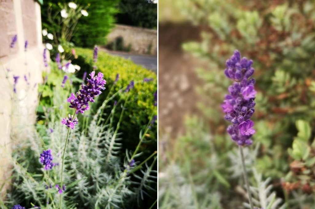 Autumn_flowering_lavender