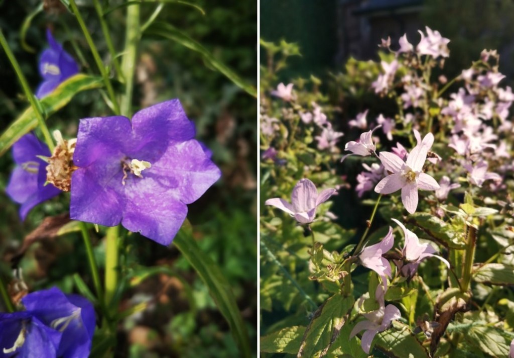 Blue_and_pale_pink_Campanulas_September_2022
