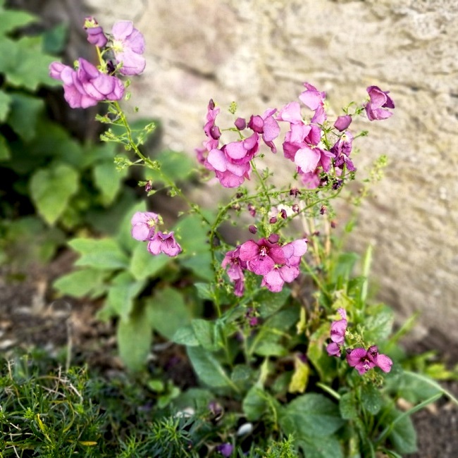 Flowering_in_late_September_deep_pink_Verbascum