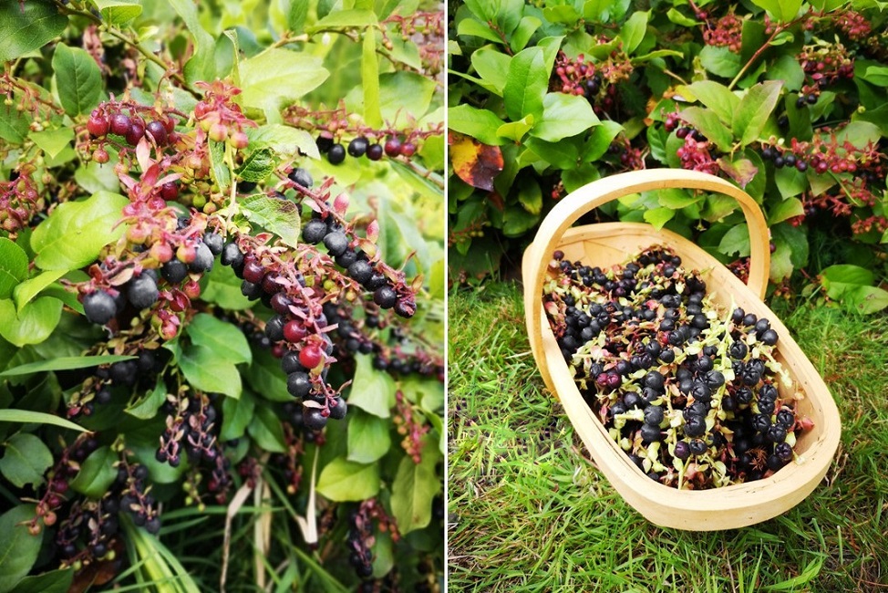 Homegrown_Scottish_Salal_berries