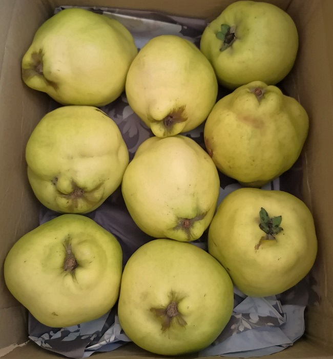 Fresh_quince_delivered_in_a_box