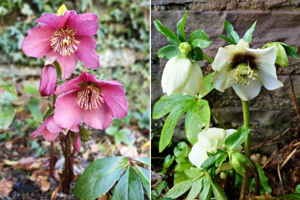 Pink_and_white_Scottish_garden_Hellebores_February_2023