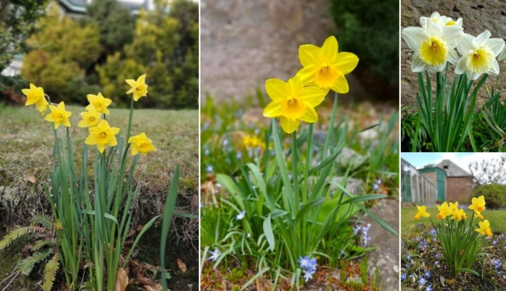 End_of_March_2023_Scottish_garden_Daffodils