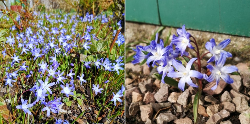 Scottish_garden_Chionodoxa_lateMarch_2023