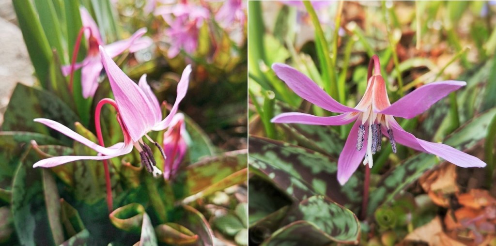 Scottish_garden_Dogtooth_violetes_March_2023