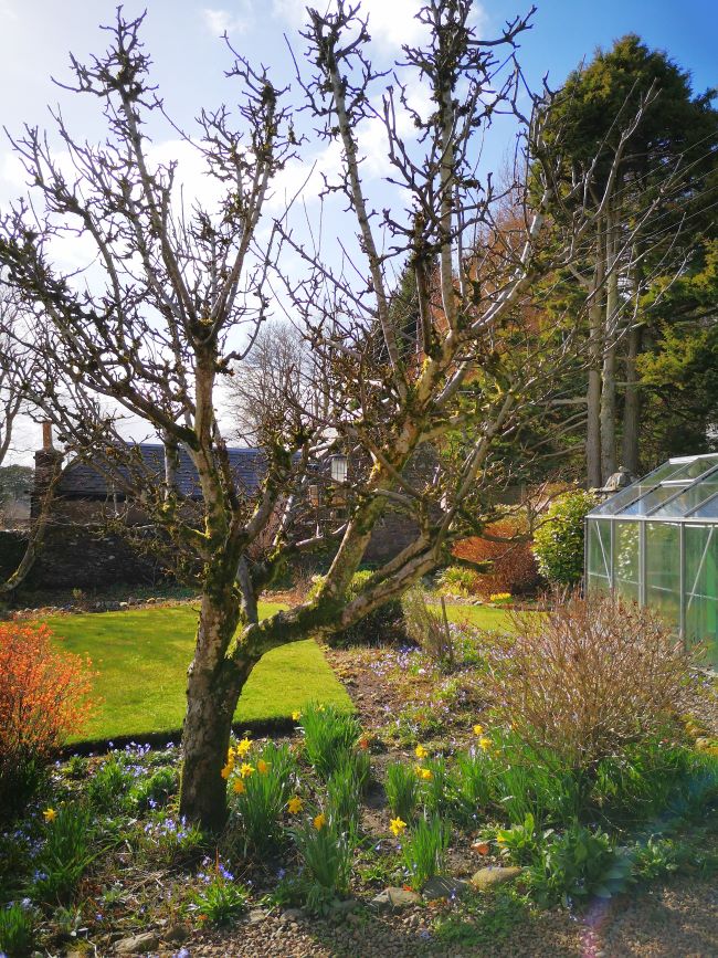 Old_apple_tree_in_Scottish_garden_end_of_March_2023